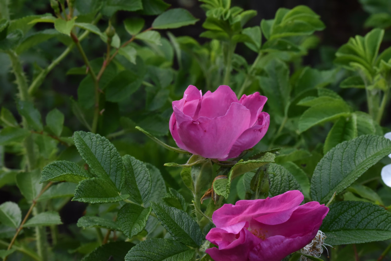 Rosa rugosaRimpelroos, Bottelroos bestellen